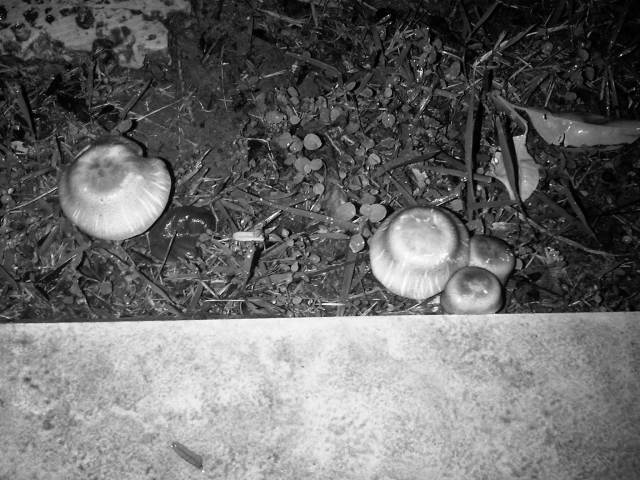 IMG02814-20121126-2226