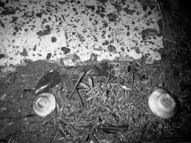 IMG02817-20121126-2226