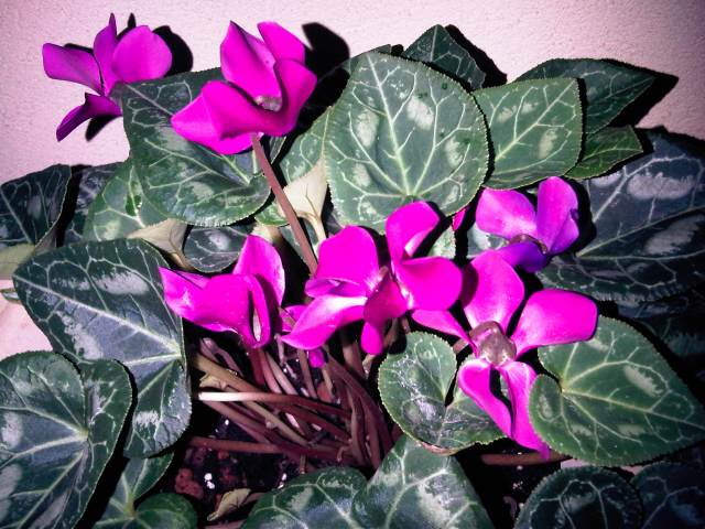 IMG03332-20121215-1731