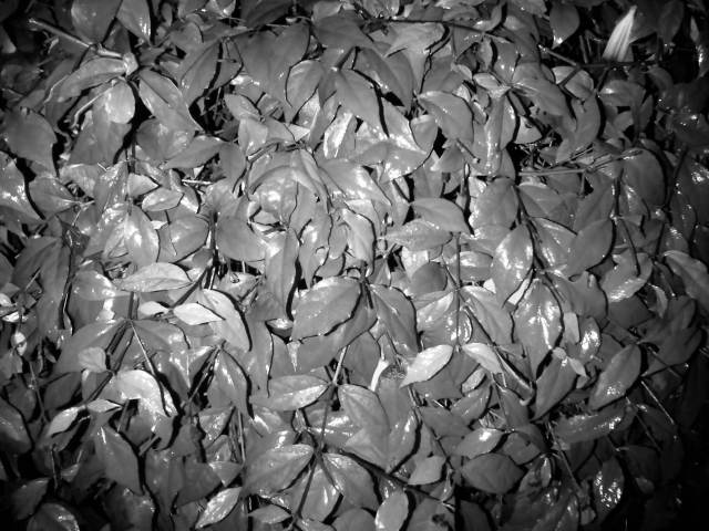 IMG02872-20121127-0101