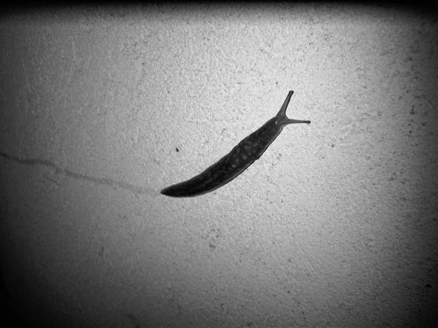 IMG02882-20121127-0103