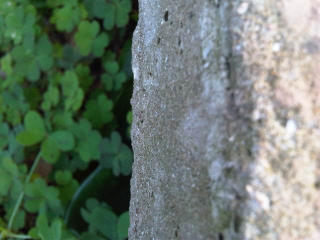 IMG03515-20121225-1604