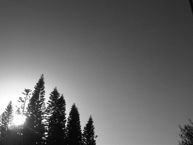 IMG03830-20130115-1547