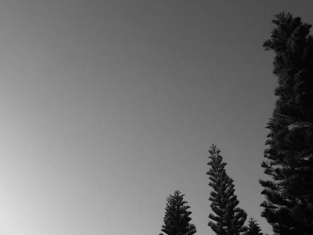 IMG03831-20130115-1548