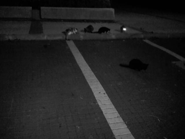 IMG03455-20121220-2055